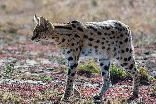 Serval-Leptailurus serval-Ndutu-Ngorongoro Conservation Area-Serengeti-Tanzania Nature Print